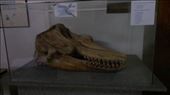 An Orca Whale Skull at the National Museum of Natural History: by erraticallyabstract, Views[257]