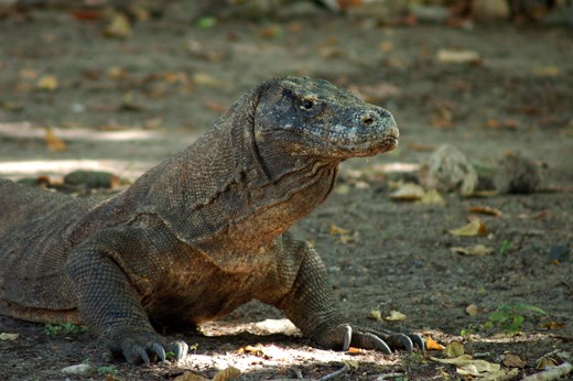 KOMODO IN KOMODO ISLAND, THEY LOOK LAZY AND SLOW BUT IN REALITY THEY CAN RUN AND SWIM FAST LIKE A CROCODILE AND CAN CLIM A TREE WHEN THEIR STILL A BABY.
