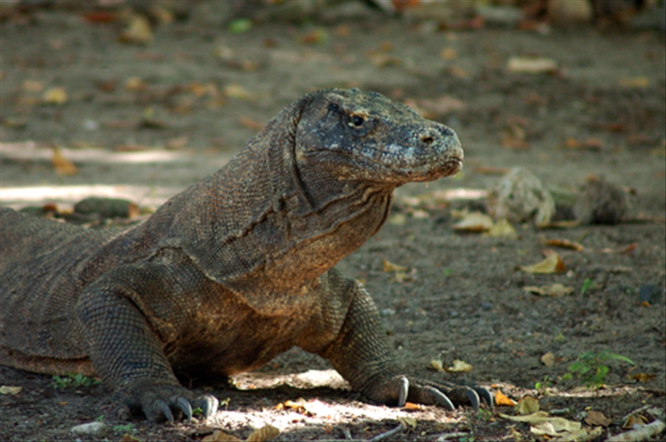 KOMODO IN KOMODO ISLAND, THEY LOOK LAZY AND SLOW BUT IN REALITY THEY CAN RUN AND SWIM FAST LIKE A CROCODILE AND CAN CLIM A TREE WHEN THEIR STILL A BABY.