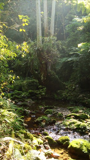 Suddenly this tree appeared upriver besides  having a hole in the middle big enough to fit myself in, the most amazing thing were the branches shown on the next image.
