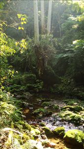 Suddenly this tree appeared upriver besides  having a hole in the middle big enough to fit myself in, the most amazing thing were the branches shown on the next image.: by esamusica, Views[385]
