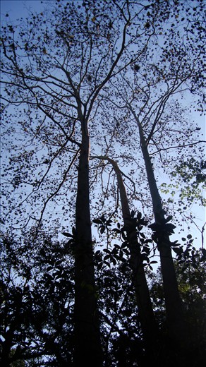 Too majestic to capture in one picture, the branches of this tree can almost make you feel the warm and wet breeze that covers these foggy forests.
