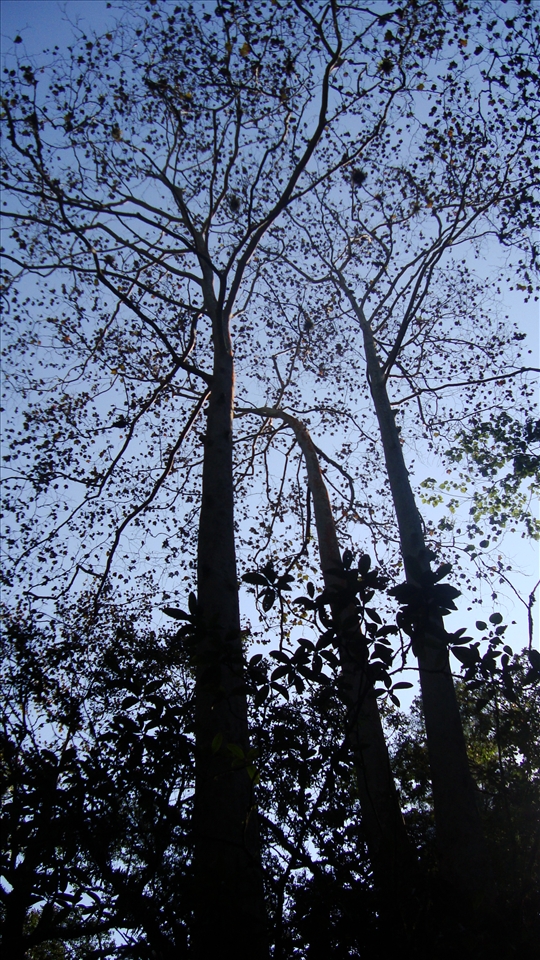 Too majestic to capture in one picture, the branches of this tree can almost make you feel the warm and wet breeze that covers these foggy forests.