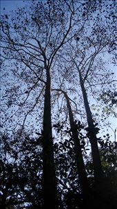 Too majestic to capture in one picture, the branches of this tree can almost make you feel the warm and wet breeze that covers these foggy forests.: by esamusica, Views[437]