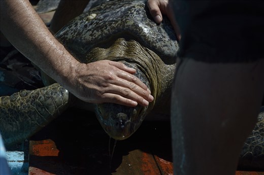 When the Chelonioidea is in migration time pass through this rettery