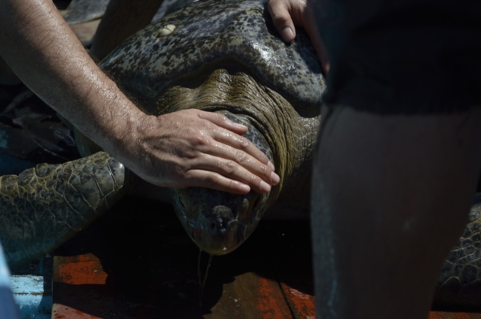 When the Chelonioidea is in migration time pass through this rettery