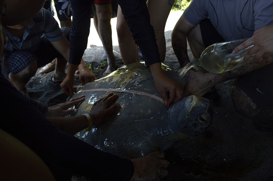 This exactly time wherein becomes turtles monitoring