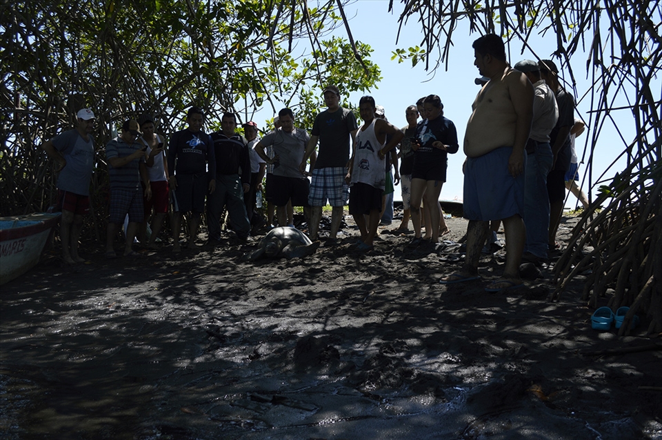 After this process they are released