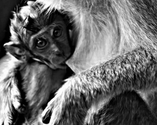 This photo was taken at Batu Caves[http://en.wikipedia.org/wiki/Batu_Caves], during my trip to Kuala Lampur [Malaysia] in 2010. I bought my first DSLR for this trip.
I was climbing 272-step stairway and realized  that someone next to me was staring at me. Turned my head and saw this beautiful little baby monkey     with very cute and innocent eyes. Couldn't resist myself  and took my camera out and shot this picture. 