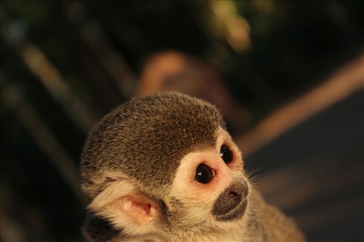 5:17pm. Some monkeys return to their trees, some monkeys remain to say goodbye.