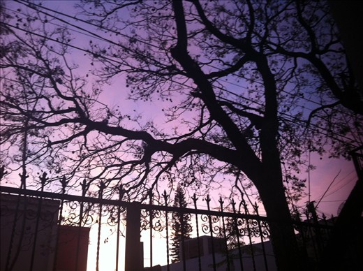 A mexican sunrise from my front garden.