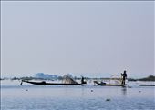 Local fisherman fishing for a meal in the middle of Inle Lake: by etoile, Views[265]
