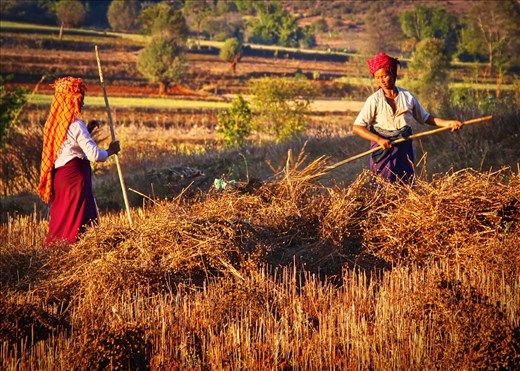 Local village women harvesting poppy seeds in the hills of northern Myanmar