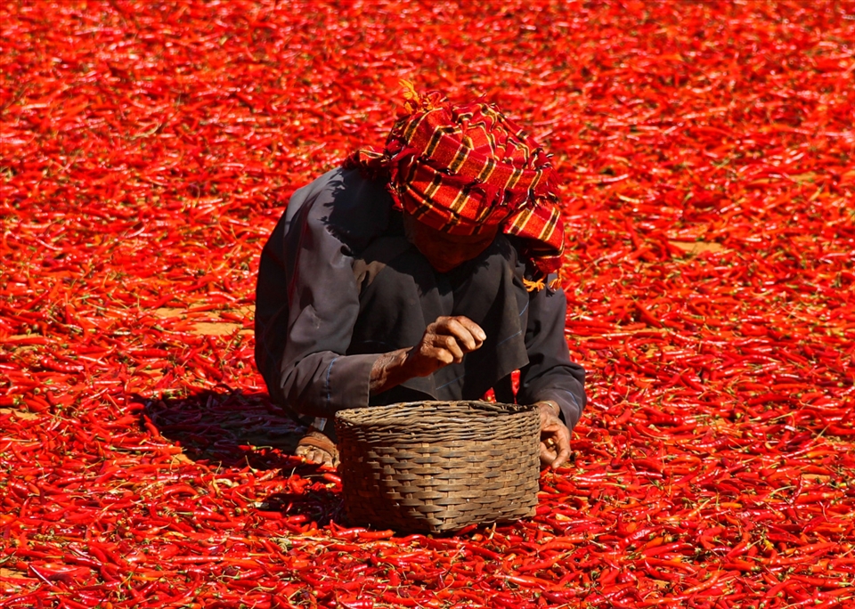 An elderly women picks dried chilis near the Patapauk village in northern Myanma