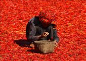 An elderly women picks dried chilis near the Patapauk village in northern Myanma: by etoile, Views[313]