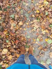 Before you know it, fall comes around the corners, throwing green, yellow and orange all over the place and blending them around as you yourself make a plunge into a new world as fall begins.  You continue to walk, and fall blows the leaves around as the days turn into golden orange and yellow.: by eukaraffe, Views[299]