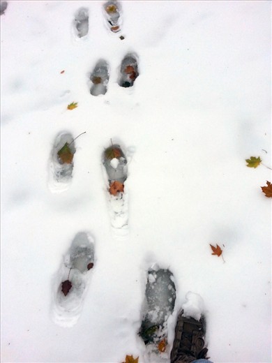 Fall begins to exit, and leaves its footprints on the snow as Winter takes over.  You try to follow the footsteps Fall has left, but there are no more new layers of red and yellow to be found.  