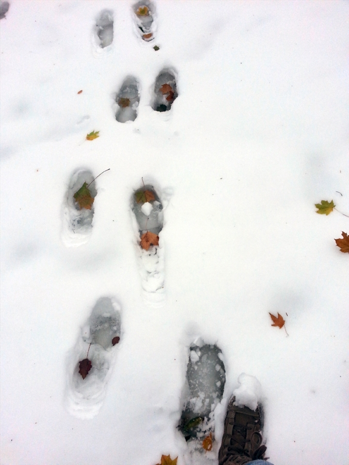 Fall begins to exit, and leaves its footprints on the snow as Winter takes over.  You try to follow the footsteps Fall has left, but there are no more new layers of red and yellow to be found.  