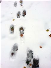 Fall begins to exit, and leaves its footprints on the snow as Winter takes over.  You try to follow the footsteps Fall has left, but there are no more new layers of red and yellow to be found.  : by eukaraffe, Views[329]