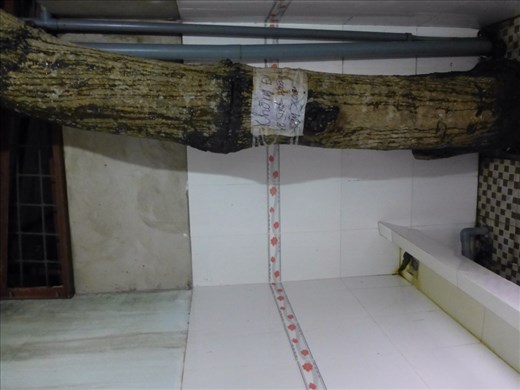 Built the loo around the tree???