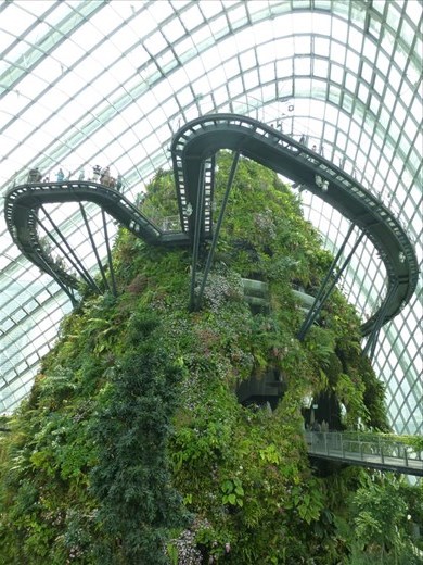 The Cloud Forest