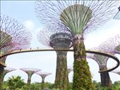The SuperTrees and the SkyWalk: by europe2013, Views[328]