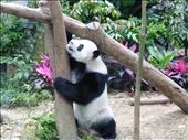 The panda: by europe2013, Views[806]