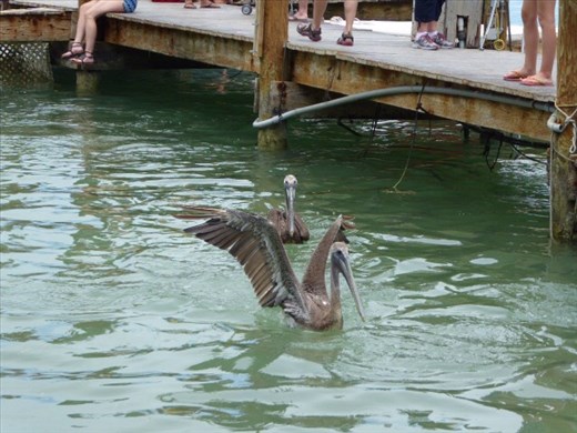 Pelicans