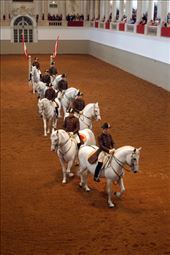 Spanish Riding School: by europe2013, Views[792]