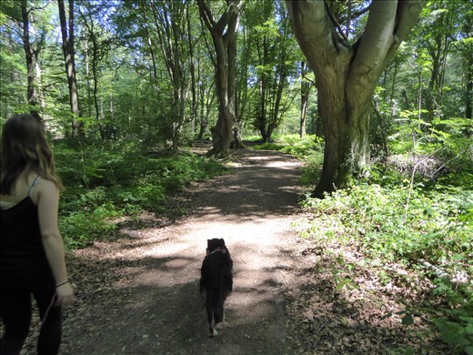 Walking in the forest with Kylie the dog