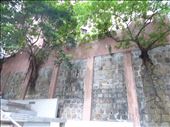 Tin Hau shrine - trees will grow anywhere!: by europe2013, Views[174]