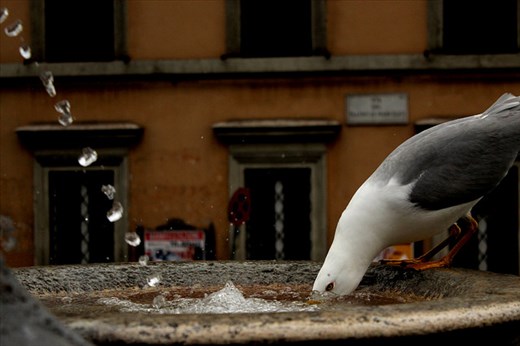 Italiano Gabbiano - typical bird for Italian cities. 