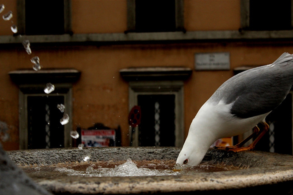 Italiano Gabbiano - typical bird for Italian cities. 