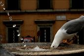 Italiano Gabbiano - typical bird for Italian cities. : by eusoul, Views[465]