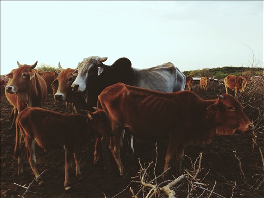Enkiteng  (Cow in Maasai)