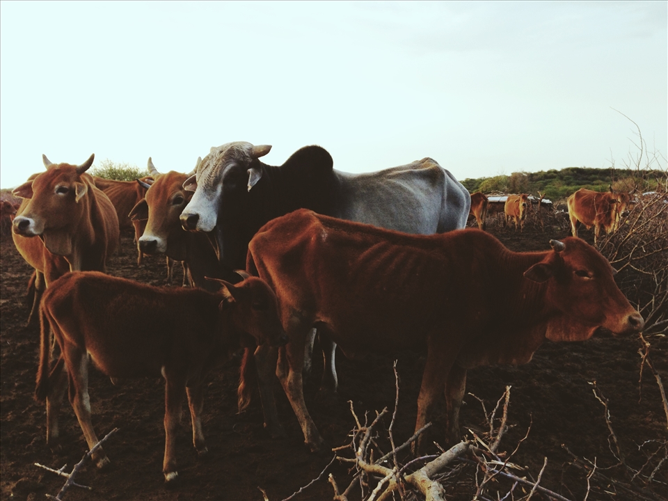Enkiteng  (Cow in Maasai)