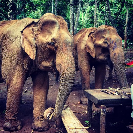 At the sanctuary. Two sweet ladies that the organisation saved from labour. 
