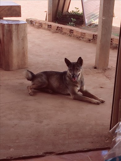 Common visitor at my office! Sweet girl!