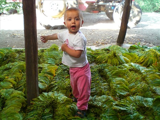 Seyhan plays in the tobacco leaves while her mother stitches them together using a specially designed sewing machine. Tobacco farming is particularly difficult but it is the main source of income for the villagers.
