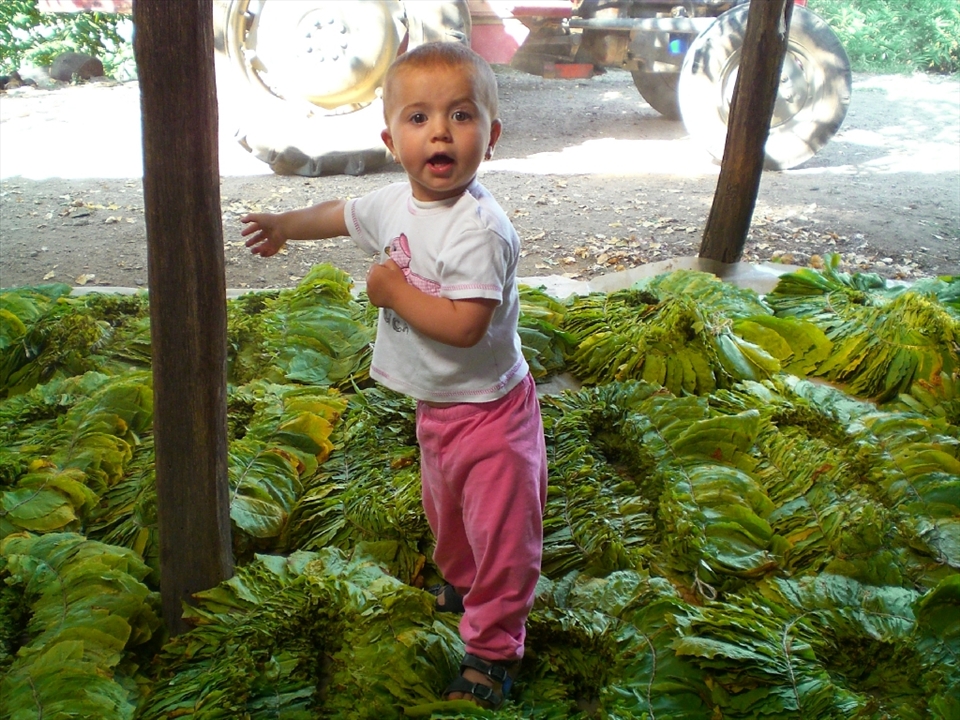 Seyhan plays in the tobacco leaves while her mother stitches them together using a specially designed sewing machine. Tobacco farming is particularly difficult but it is the main source of income for the villagers.