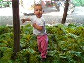 Seyhan plays in the tobacco leaves while her mother stitches them together using a specially designed sewing machine. Tobacco farming is particularly difficult but it is the main source of income for the villagers.: by evolution, Views[577]