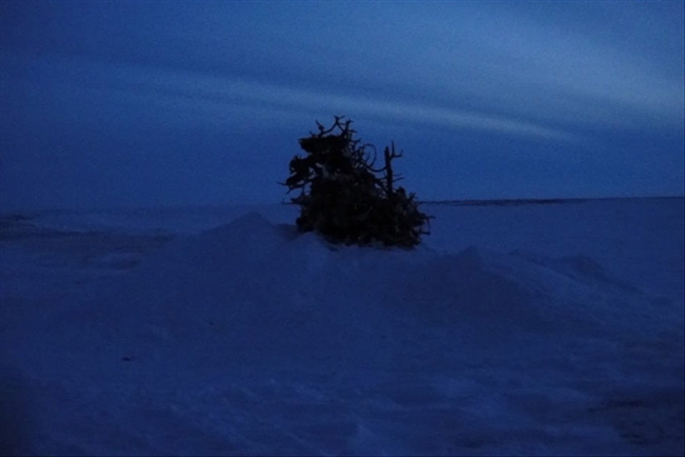 This mound of reindeer antlers is a sacred site of the Nenet people.