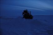 This mound of reindeer antlers is a sacred site of the Nenet people.: by evolution, Views[387]
