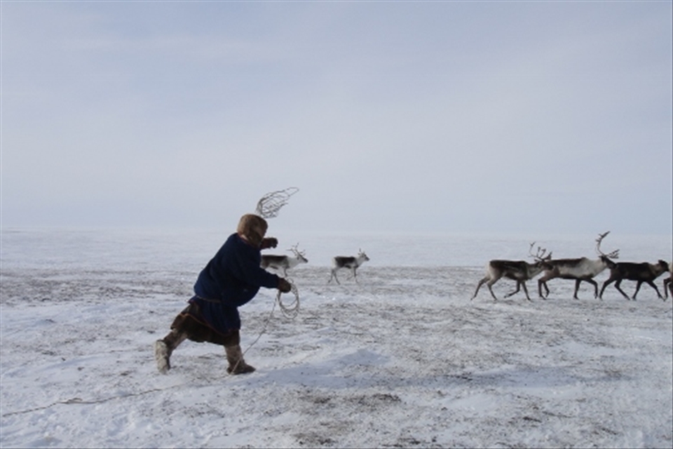 A teenage boy herding reindeer using rope made out of reindeer sinew.