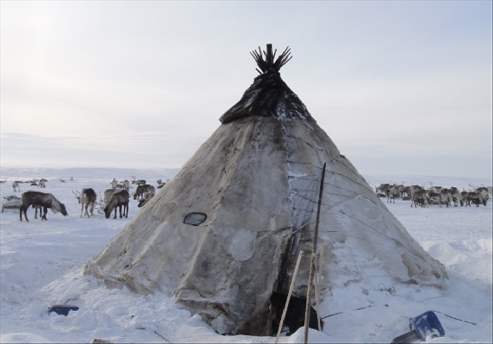 The entrance to the family tent: a wooden pole structure covered in reindeer fur