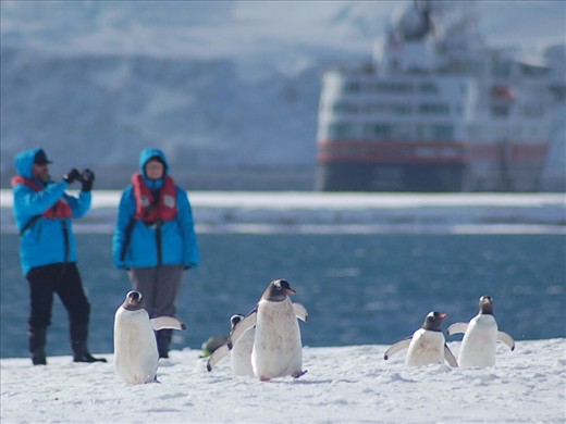 Yankee Harbour - South Shetland Islands