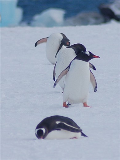 Gentoo Penguins making their way to the Nesting sites at Yankee Harbour