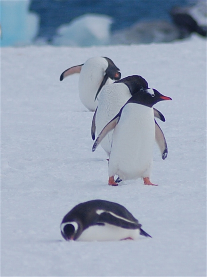 Gentoo Penguins making their way to the Nesting sites at Yankee Harbour