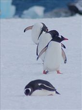Gentoo Penguins making their way to the Nesting sites at Yankee Harbour: by expedition, Views[263]