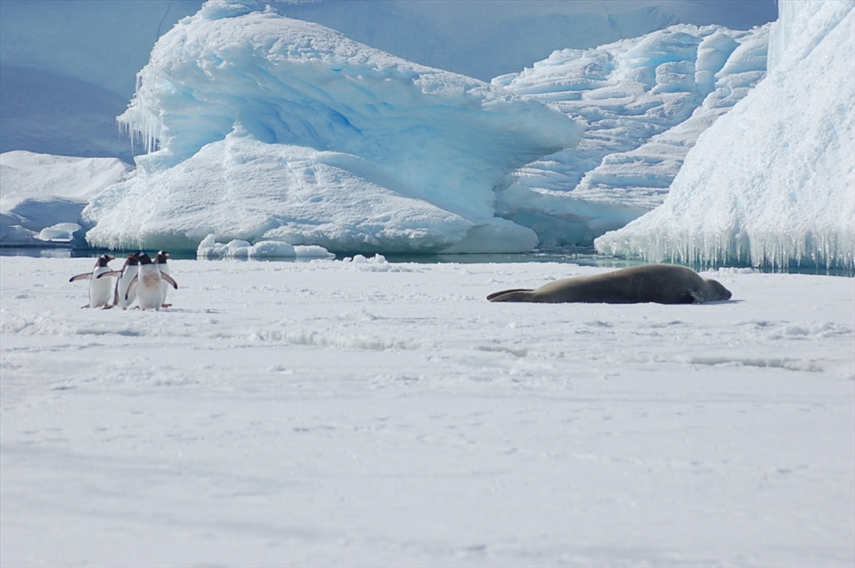 Gentoos & Fur Seal sharing the ice floe.